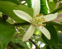 Martedì 22.05.2018 Portofino Abbazia di San Fruttuoso 253