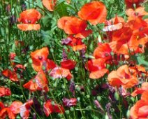 Venerdì 25.05.2018 Canelli 037