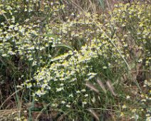 Venerdì 25.05.2018 Canelli 038